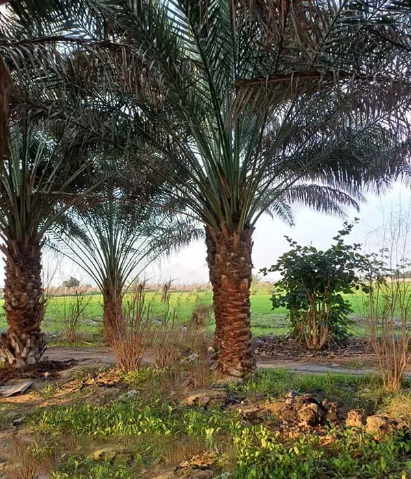 نخل برحی - دز تکریم