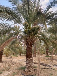 نخل مضافتی - دز تکریم