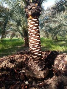 نخل مضافتی - دز تکریم