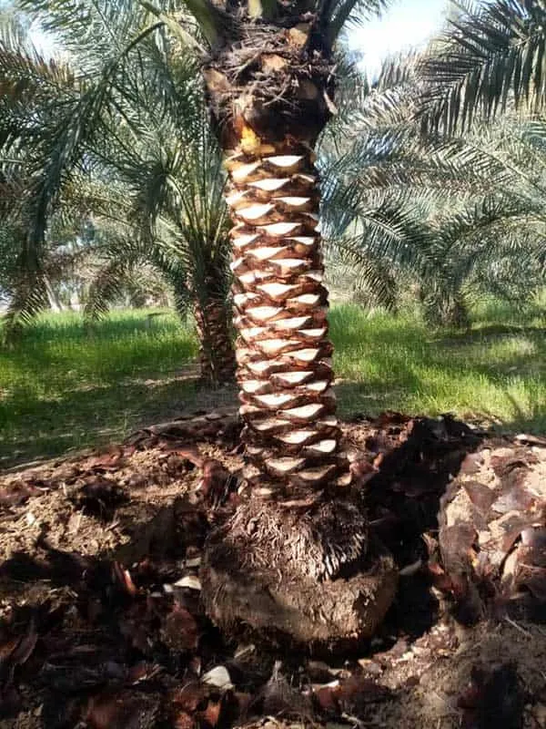 نخل مضافتی 2 نخل مضافتی - دز تکریم