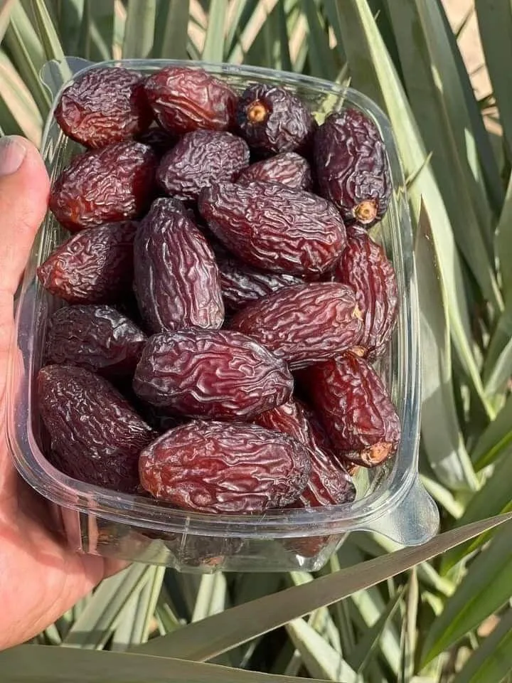 نخل مجول 12 خرمای نخل مجول - دز تکریم
