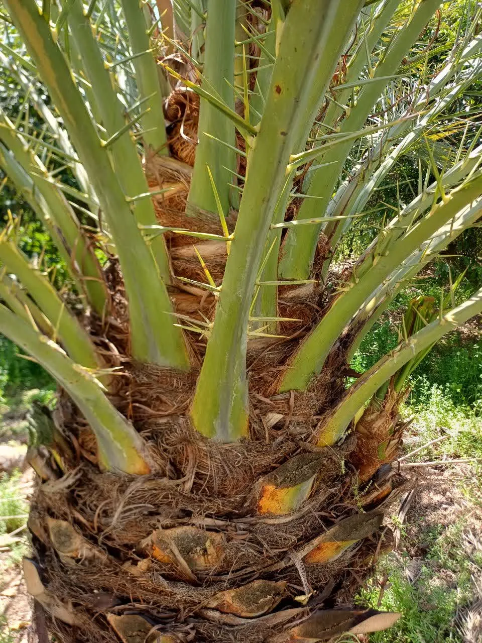نخل مجول 2 نخل مجول - دز تکریم