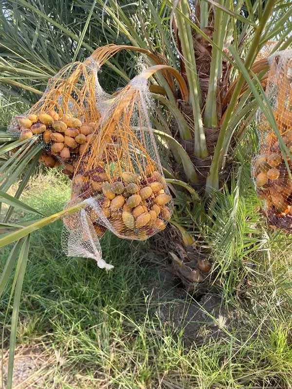 نخل مجول 6 پاجوش مجول - دز تکریم
