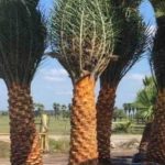 نخل زینتی فونیکس - دز تکریم