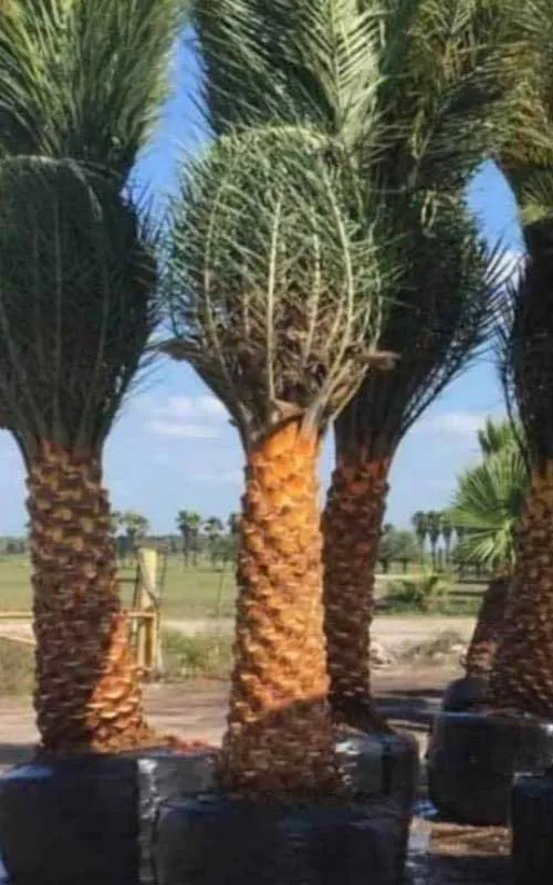 نخل فونیکس 3 نخل زینتی فونیکس - دز تکریم