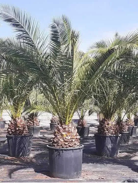 نخل فونیکس 7 نخل زینتی فونیکس - دز تکریم