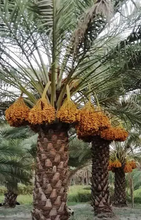 نخل زاهدی - دز تکریم