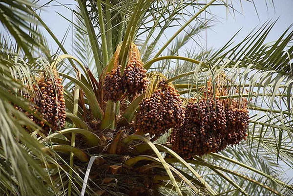 نخل خاصویی - دز تکریم