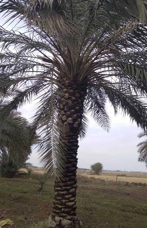 نخل سمعران - دز تکریم