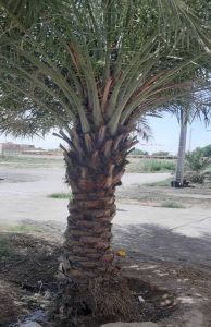 نخل سمعران - دز تکریم