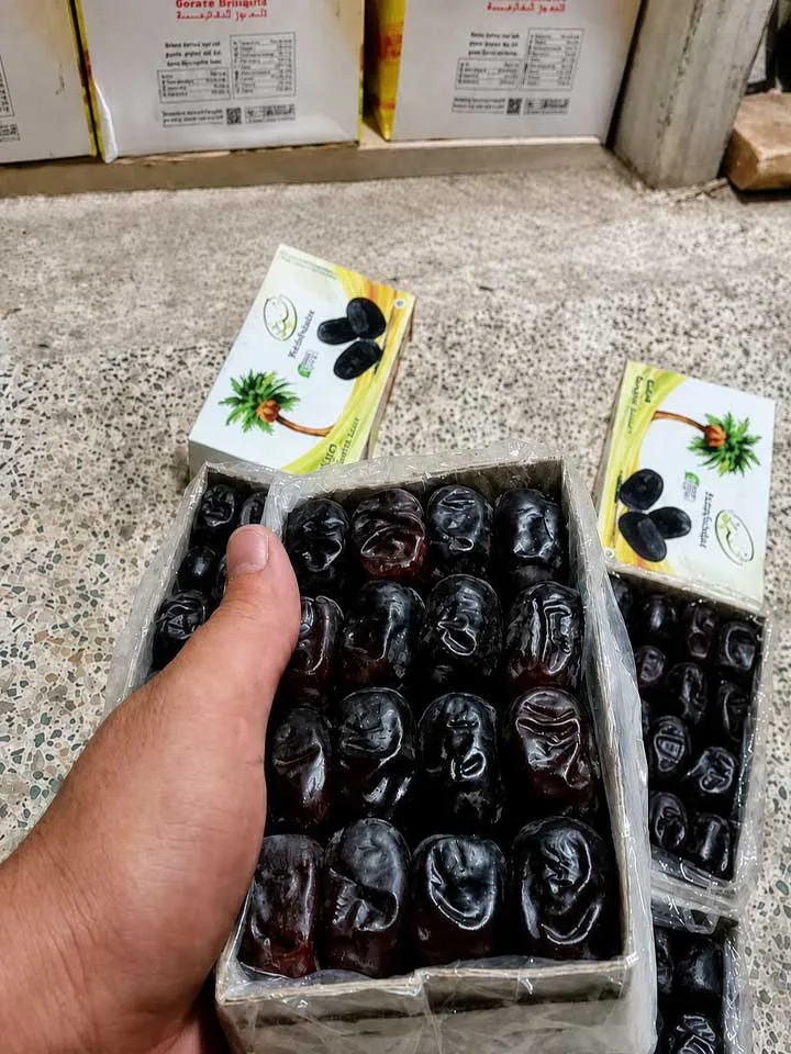 نخل مضافتی 3 نخل مضافتی - تصویر 3