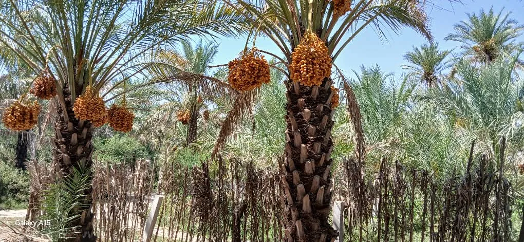 نخل زاهدی 2 نخل زاهدی - تصویر 2