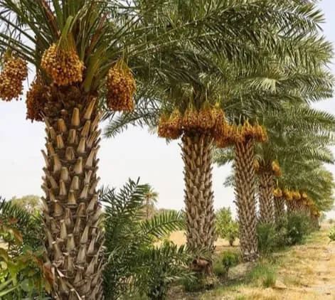نخل زاهدی 3 نخل زاهدی - دز تکریم