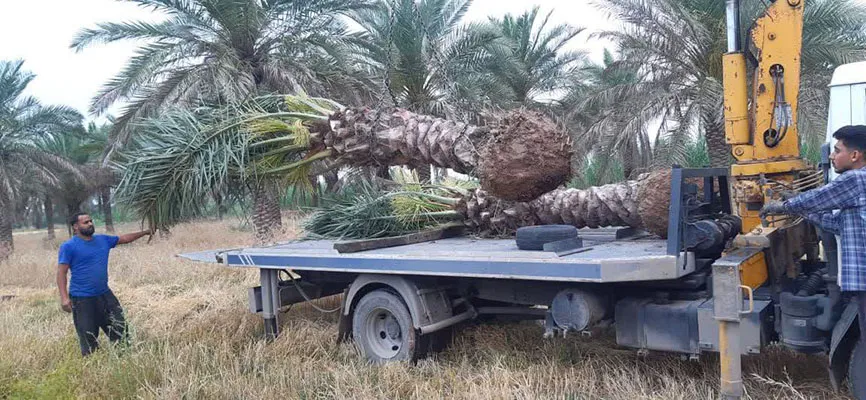 خدمات جابجایی تخصصی نخل| دز تکریم
