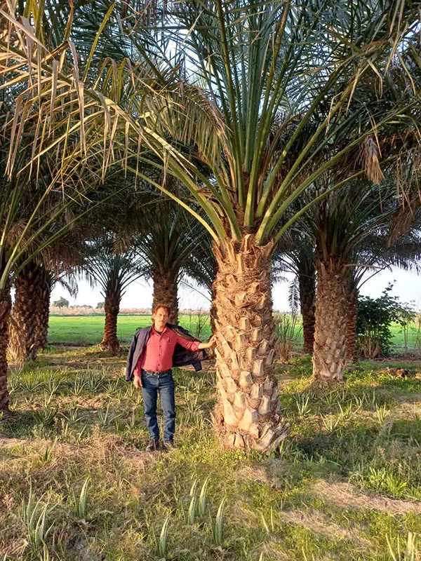 مرکز تخصصی فروش و خدمات نخل دز تکریم در ایران