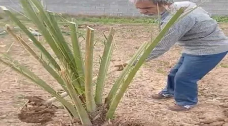 کاشت پاجوش برحی - دز تکریم