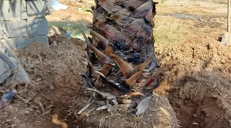 Jabejaei-Nakhl-Palm-andimeshk